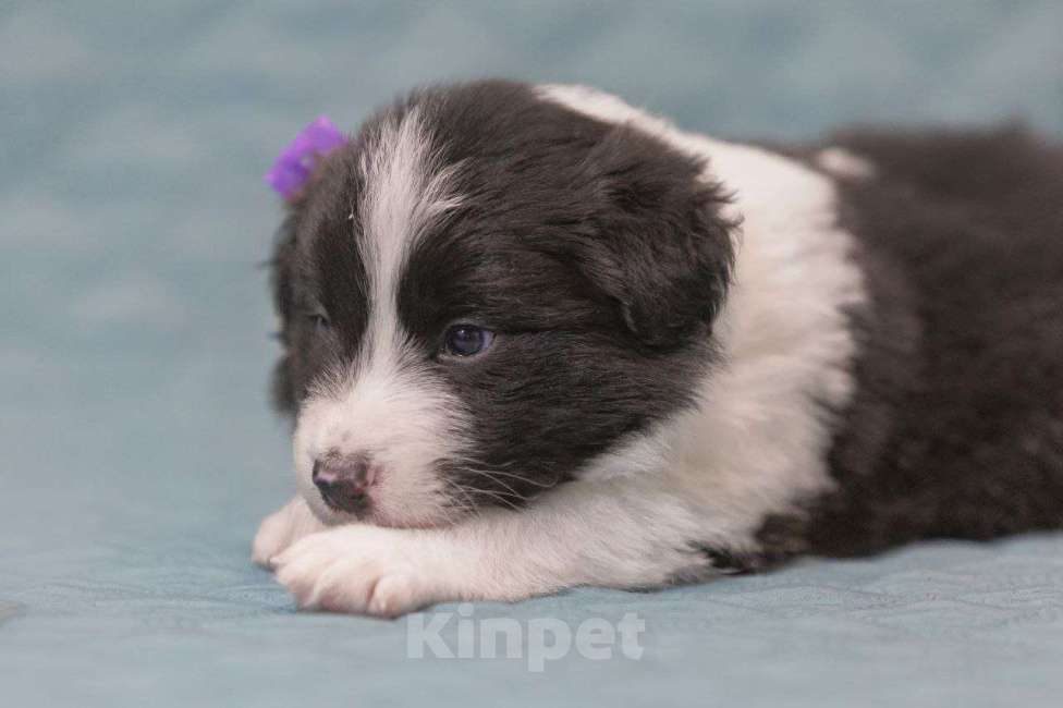 Собаки в Москве: Идеальный щеночек бордер-колли Мальчик, Бесплатно - фото 8