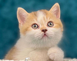 Кошки в Люберцах: Британский котенок Девочка, 55 000 руб. - фото 7