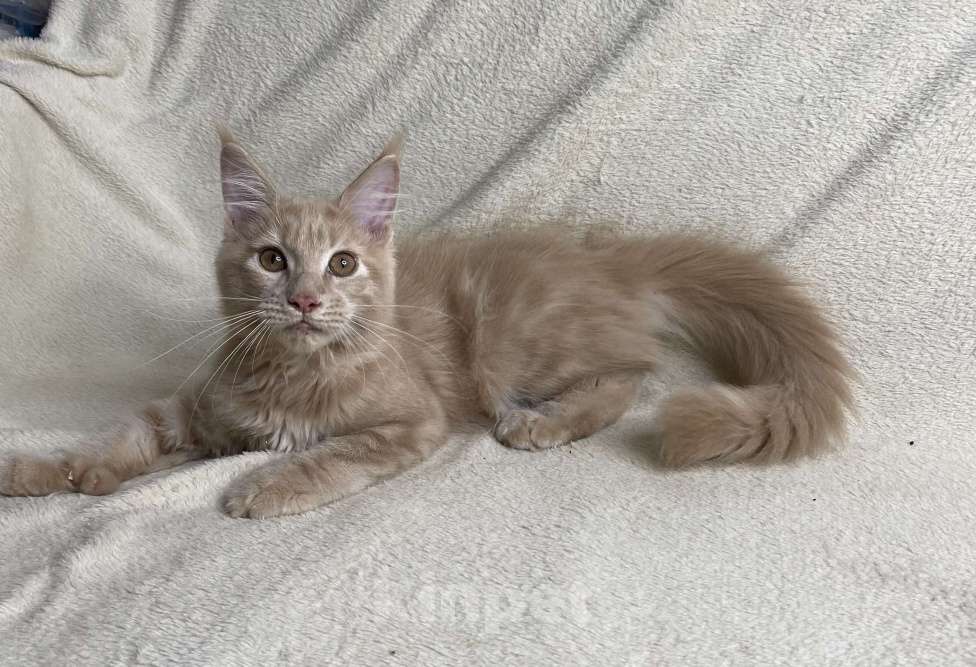 Кошки в Дмитрове: Кремовая девочка полидакт Patrisia Девочка, 30 000 руб. - фото 1