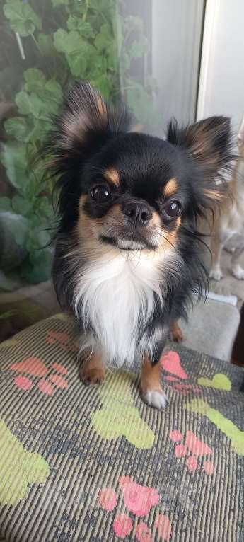 Собаки в Новосибирске: Фантастика, жгучая брюнетка Девочка, 35 000 руб. - фото 2