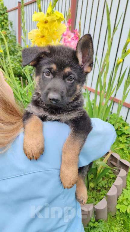 Собаки в других городах Московской области: Щенки немецкой овчарки  Мальчик, 15 000 руб. - фото 4