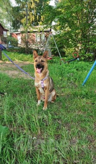 Собаки в других городах Московской области: Собака из приюта Мальчик, Бесплатно - фото 1
