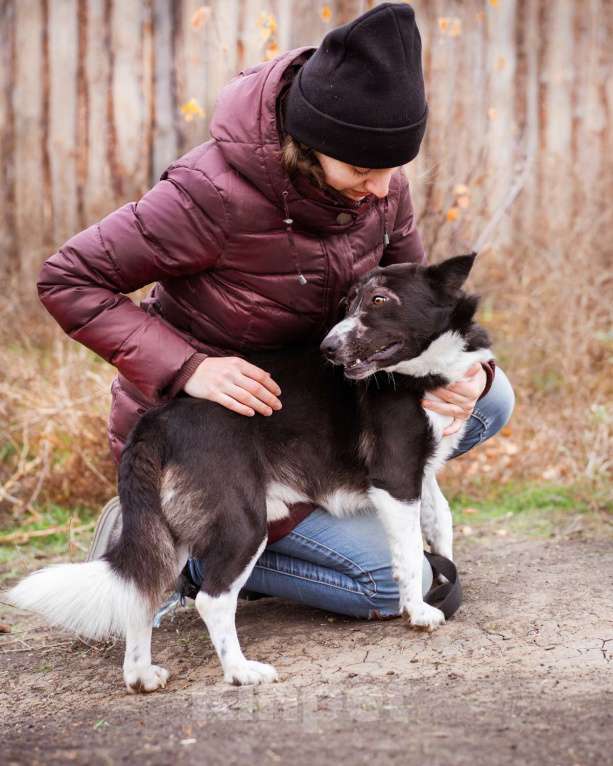Собаки в Москве: Метис корги, собака из приюта в дар Мальчик, Бесплатно - фото 8