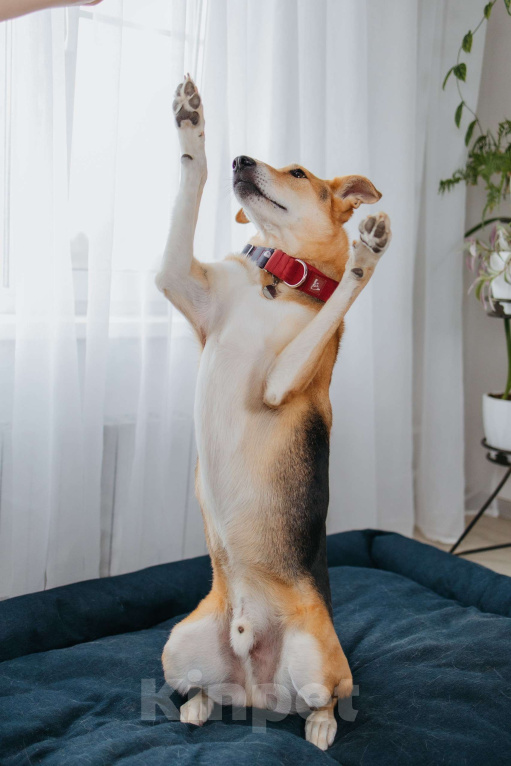 Собаки в Москве: Аристократичный пес ищет семью Мальчик, Бесплатно - фото 3