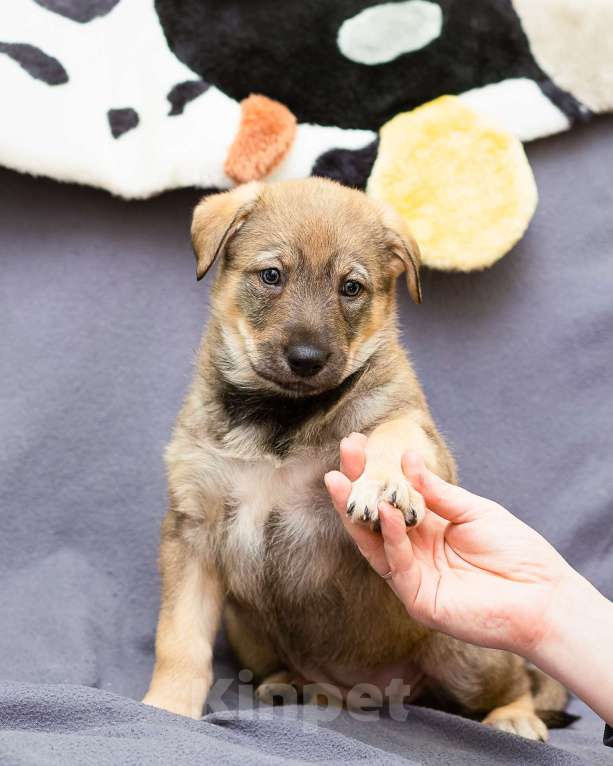 Собаки в других городах Ленинградской области: Щенки в добрые руки  Мальчик, Бесплатно - фото 5