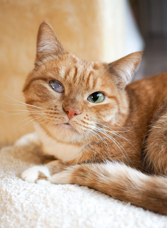 Кошки в Москве: Кошка Рыжуля в добрые руки  Девочка, Бесплатно - фото 1