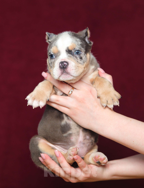 Собаки в Обнинске: Девочка булли голубой триколор мерле Девочка, 200 000 руб. - фото 1