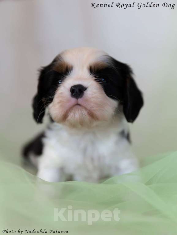 Собаки в Москве: Щенки кавалер Кинг Чарльз спаниель  Девочка, 100 000 руб. - фото 3