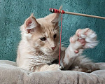 Кошки в Санкт-Петербурге: Мейн-кун котята от Чемпионов  Мальчик, 70 000 руб. - фото 4