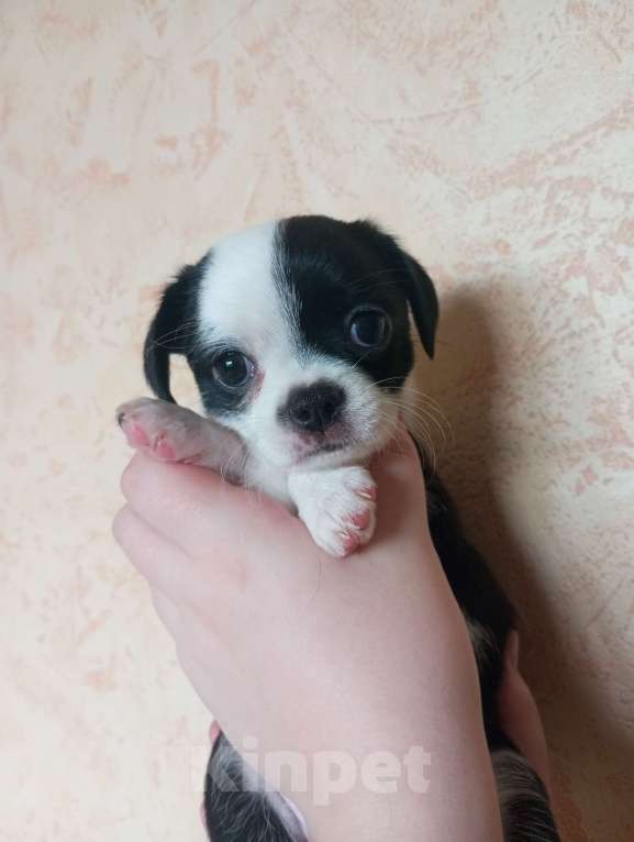 Собаки в других городах Московской области: Продаю щенков чихуахуа Мальчик, 25 000 руб. - фото 6