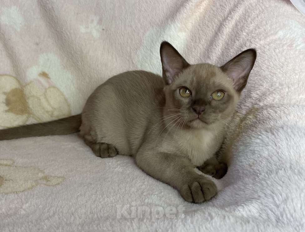 Кошки в Дмитрове: Шоколадный бурманский мальчик Baks Мальчик, 40 000 руб. - фото 1