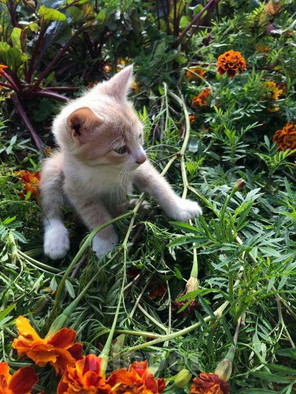 Кошки в Иркутске:  Котята в добрые руки, к лотку приучены Мальчик, Бесплатно - фото 8