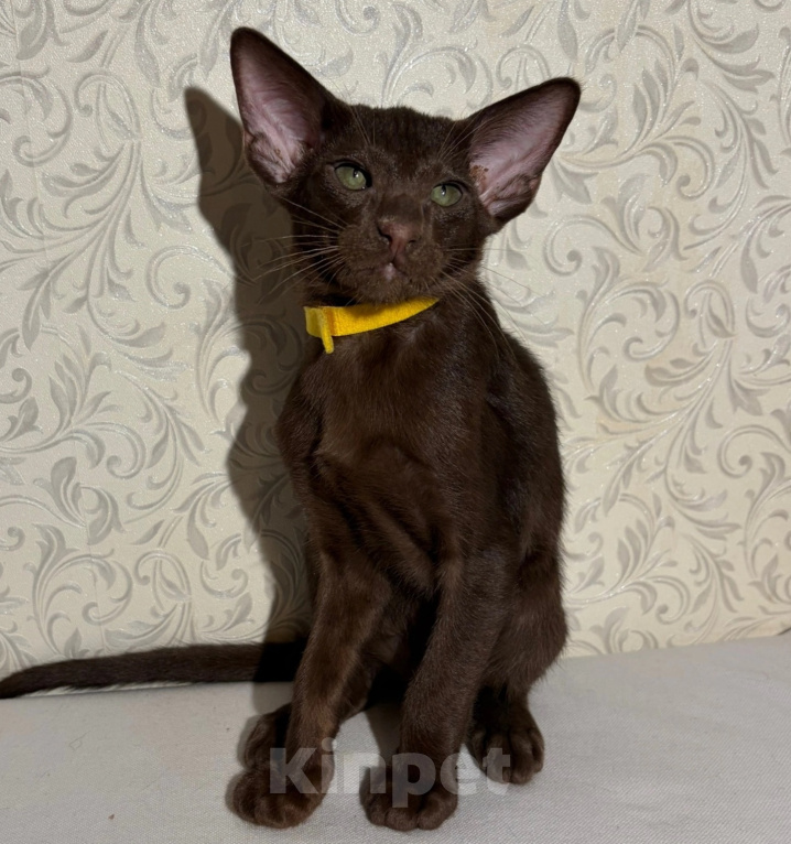 Кошки в Волжском: Ориентальные котята Разнополые, Бесплатно - фото 2