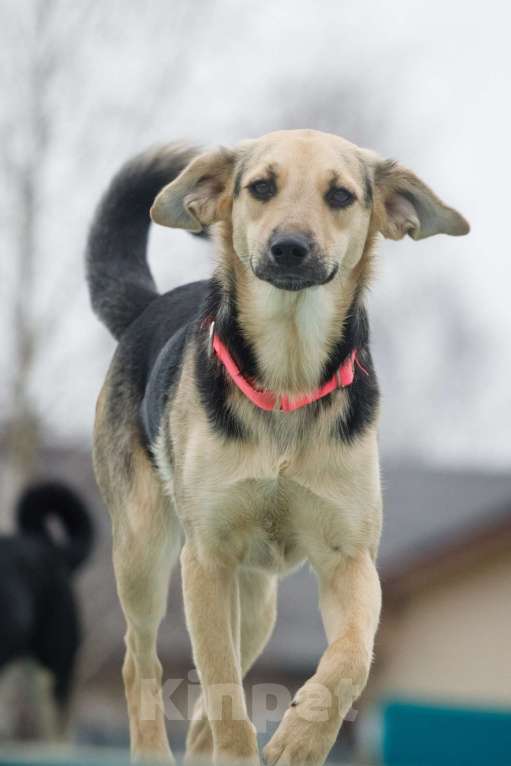 Собаки в Москве: Маленькая милашка Глория ищет дом Девочка, 1 руб. - фото 3