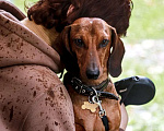 Собаки в Протвино: Такса стандартная гладкошерстная. Вязка Мальчик, Бесплатно - фото 1