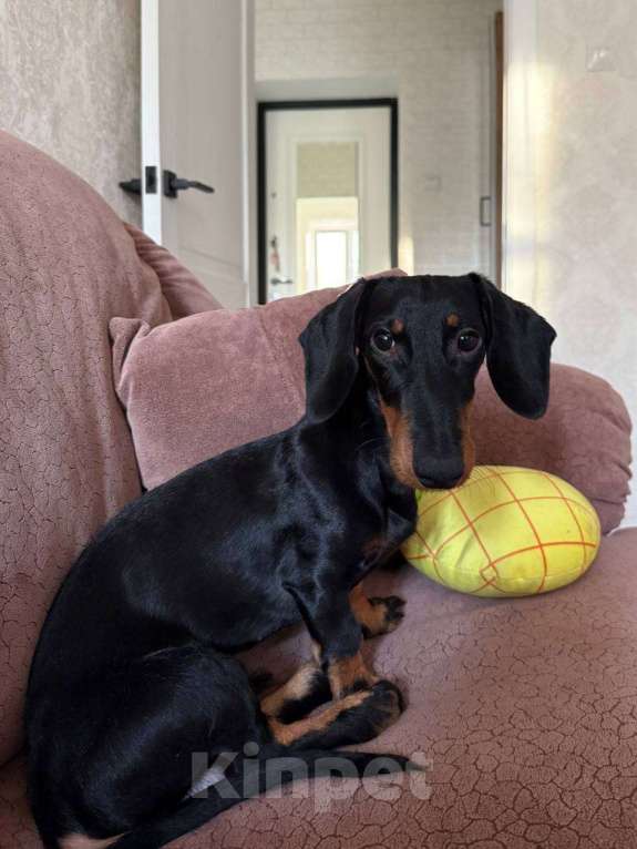 Собаки в Казани: Продам собаку в связи с переездом  Мальчик, 15 000 руб. - фото 4