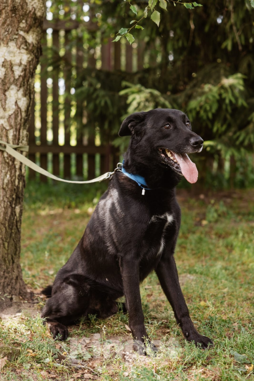 Собаки в Гатчине: В добрые руки Мальчик, Бесплатно - фото 2