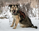 Собаки в Бронницах: Гретта Девочка, 1 руб. - фото 6