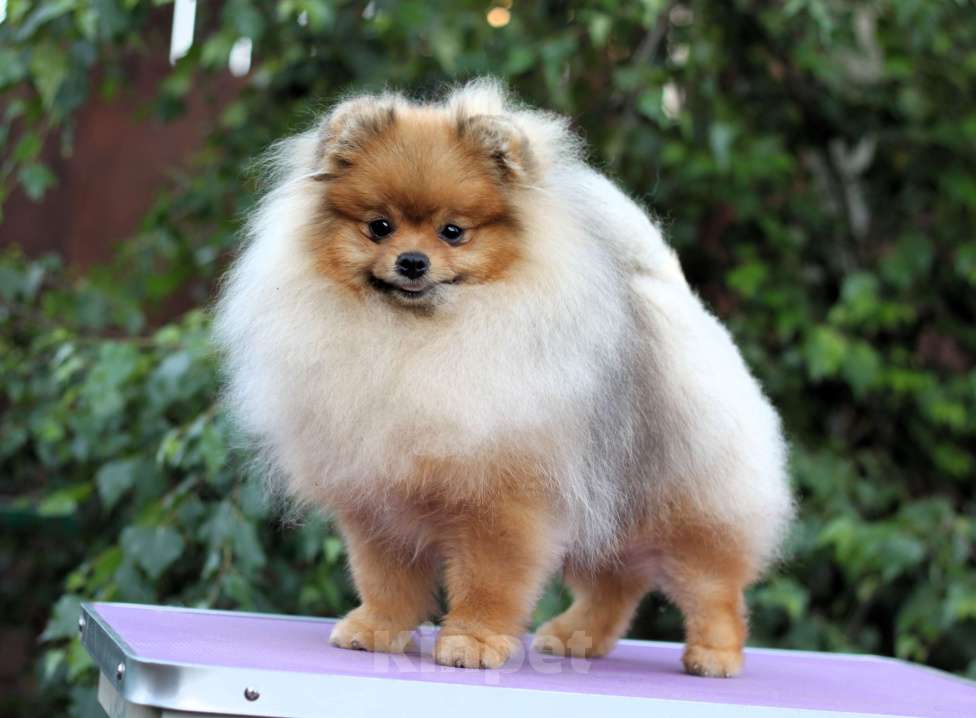 Собаки в Москве: Щенки померанского шпица Мальчик, Бесплатно - фото 2