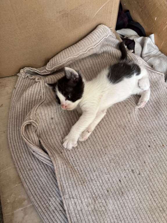 Кошки в Ростове-на-Дону: Кошку с котятами выбросили, временно живут в подъезде Разнополые, Бесплатно - фото 5