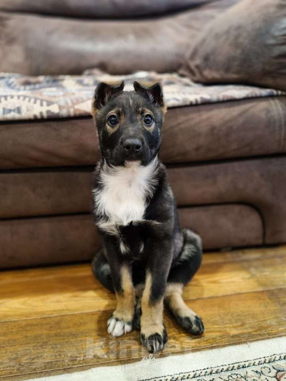 Собаки в Москве: Очаровательная малышка в поиске дома. Девочка, Бесплатно - фото 1