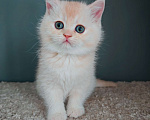Кошки в Москве: Породистые шотландские котята Мальчик, 65 000 руб. - фото 2