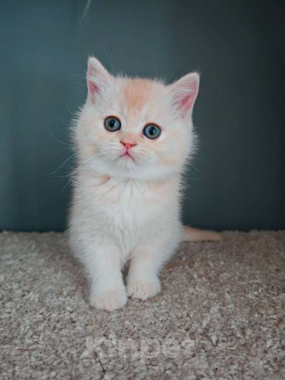 Кошки в Москве: Породистые шотландские котята Мальчик, 65 000 руб. - фото 2