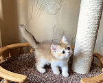 Кошки в Волгограде: Котёнок золотого окраса Девочка, Бесплатно - фото 1