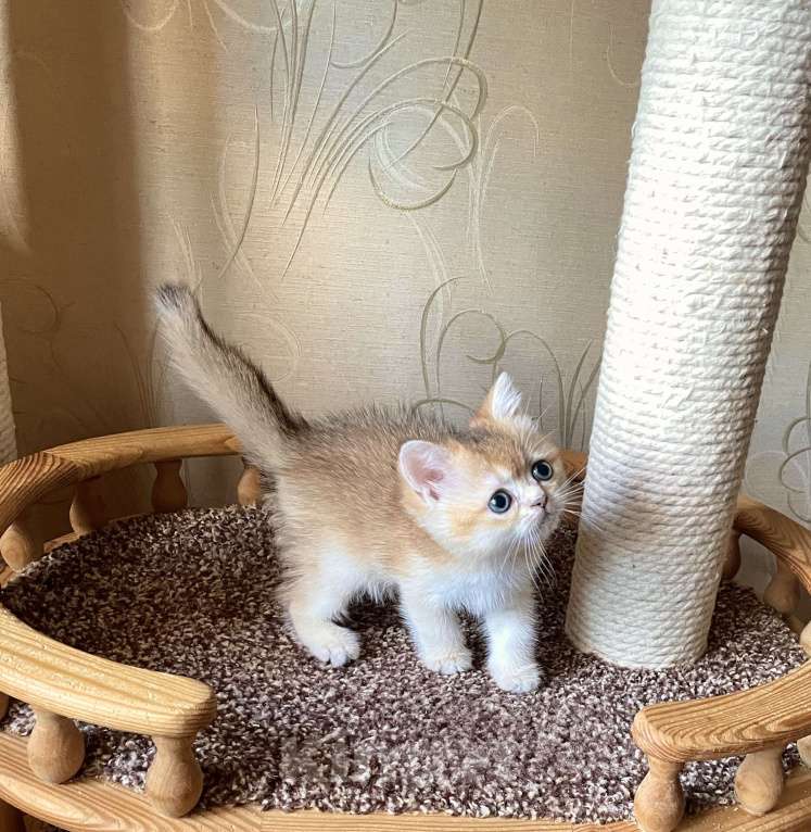 Кошки в Волгограде: Котёнок золотого окраса Девочка, Бесплатно - фото 1