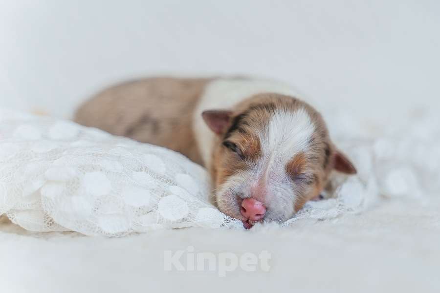 Собаки в Москве: Девочка(сука) триколор мрамор с подпалом с документами РКФ бордер-колли Девочка, 130 000 руб. - фото 1