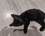 Кошки в Казани: Котёнок от русской голубой Девочка, Бесплатно - фото 3