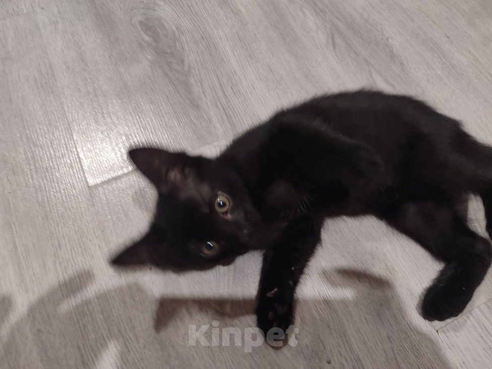 Кошки в Казани: Котёнок от русской голубой Девочка, Бесплатно - фото 3