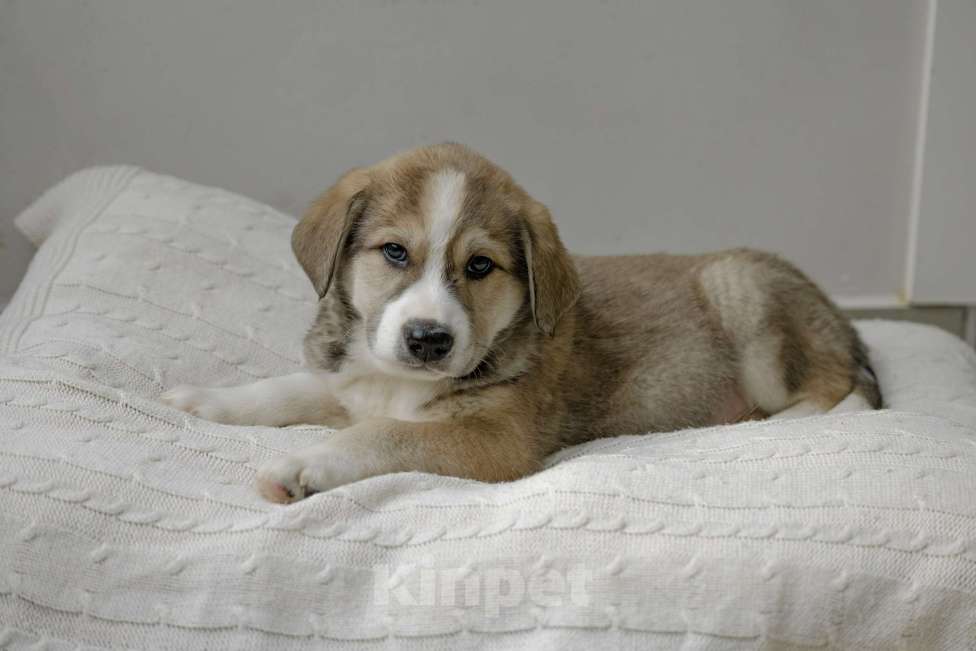 Собаки в Москве: Щенок Шалфей ищет дом Мальчик, Бесплатно - фото 2