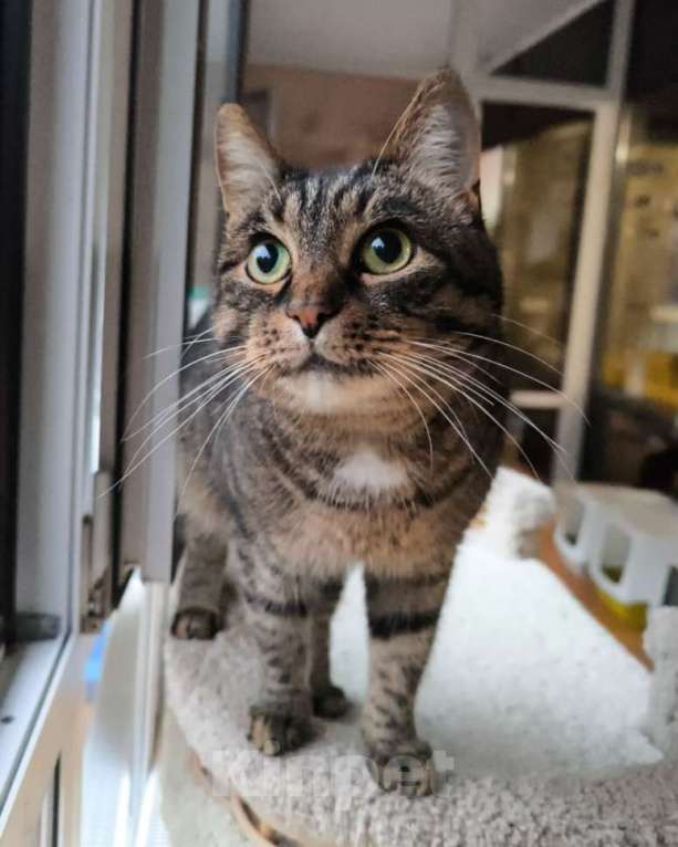 Кошки в Москве: Скоро будет два года, как Габи живет в приюте Девочка, Бесплатно - фото 1