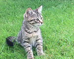 Кошки в Энгельс: Котята в добрые руки Девочка, 10 руб. - фото 5