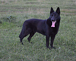 Собаки в Грязи: Вязка, 5 000 руб. - фото 6