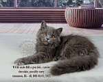 Кошки в Санкт-Петербурге: Британский котёнок голубого окраса ДШ Мальчик, 25 000 руб. - фото 6