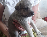 Собаки в Щелково: Щенки 1 месяц с прививками  Мальчик, 1 руб. - фото 2