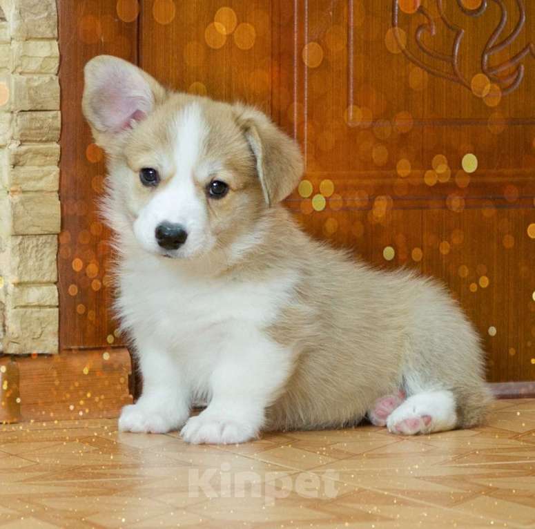 Собаки в Электрогорске: Малышка Пайпер Девочка, 70 000 руб. - фото 1