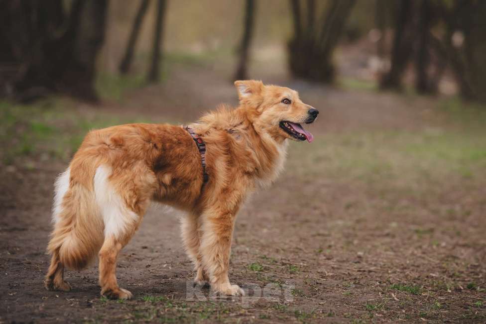 Собаки в Москве: Собака из приюта в добрые руки Мальчик, 99 руб. - фото 6