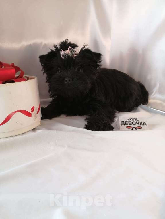 Собаки в Москве: Угольные девочки йорка (черные без подпала) Девочка, 40 000 руб. - фото 3