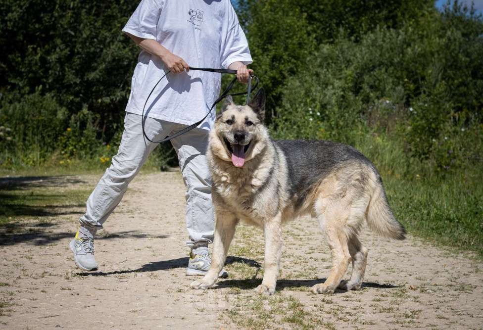 Собаки в Москве: Грэм, метис овчарки Мальчик, Бесплатно - фото 4