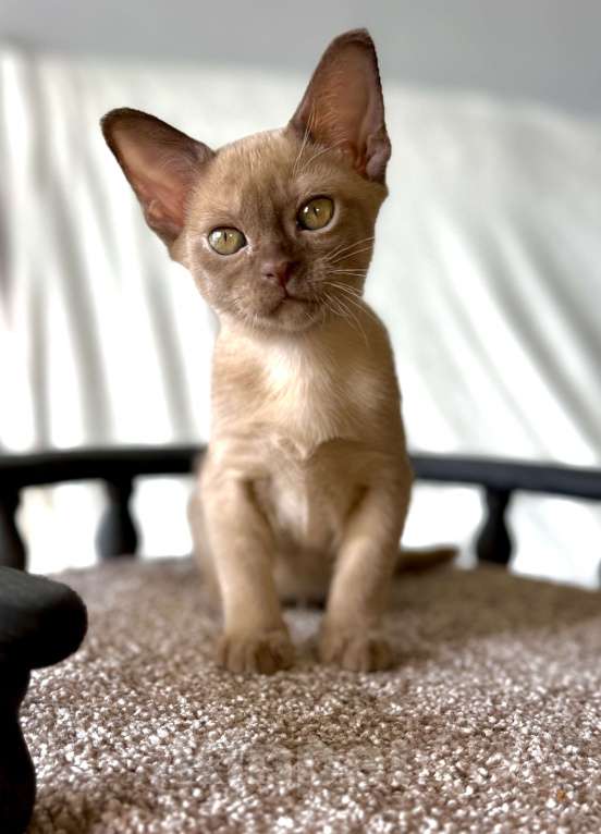 Кошки в Москве: Бурманская девочка Диор. Бронирование! Девочка, 65 000 руб. - фото 2