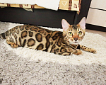 Кошки в Санкт-Петербурге: Бенгальские котята выставочного уровня  Мальчик, 70 000 руб. - фото 6
