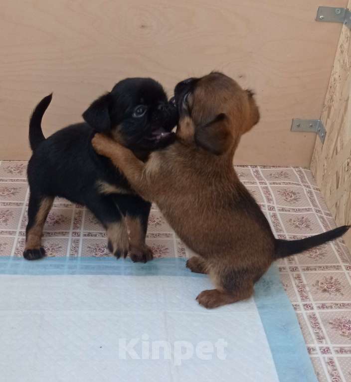 Собаки в Москве: Черно-подпалая девочка  Девочка, 55 000 руб. - фото 5