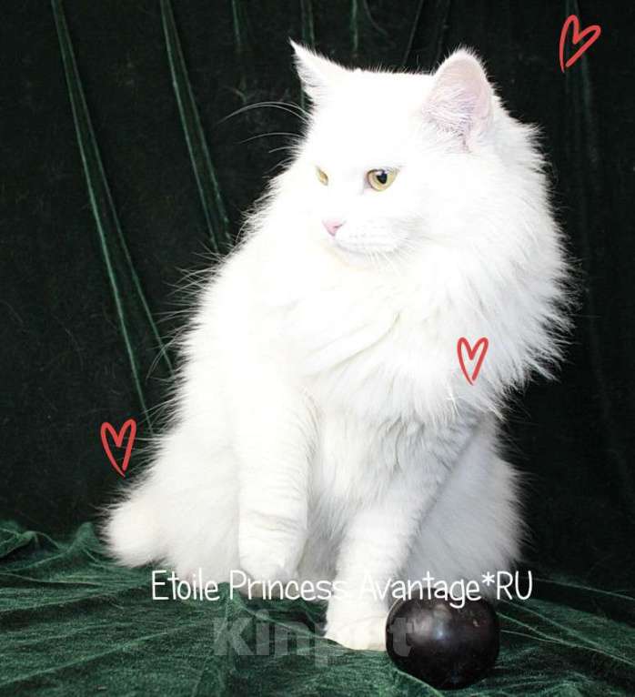 Кошки в Волхове: Сибирские котята клубные с документами и вакцинациями Девочка, Бесплатно - фото 5