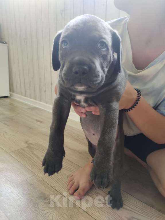 Собаки в Изобильном: Щеночки Кане Корсо  Мальчик, 15 000 руб. - фото 8