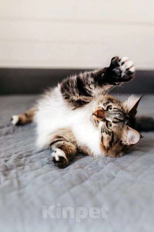 Кошки в Москве: Кемер из курортного Кемера ищет семью Мальчик, Бесплатно - фото 6