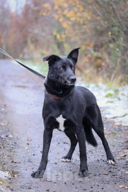 Собаки в Подольске: Тоше нужен дом  Мальчик, Бесплатно - фото 2