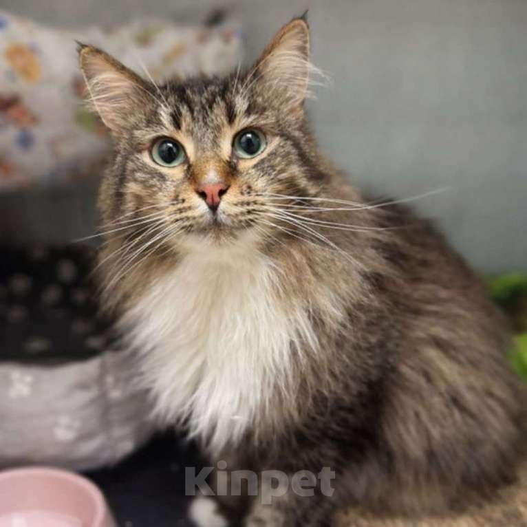 Кошки в Москве: Красивый, пушистый, ласковый кот в добрые руки Мальчик, Бесплатно - фото 4